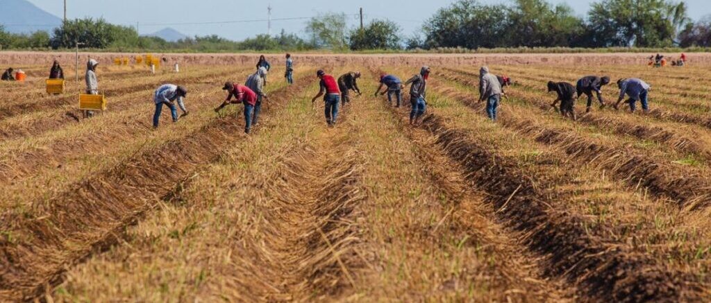 Hortalizas al rescate del valle: Generar empleos y economía en Cajeme