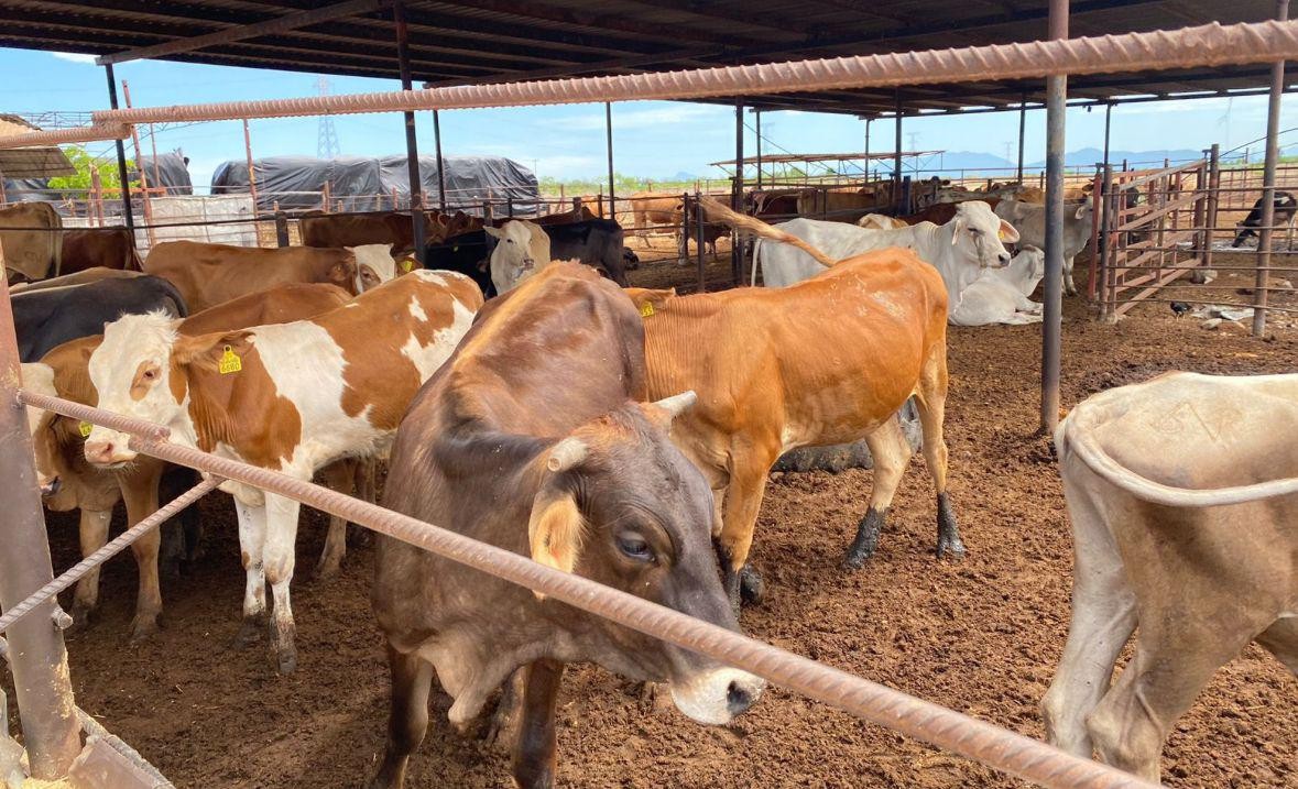 Destacan papel de médicos veterinarios en la sanidad ganadera y estatus sanitario del estado en Hermosillo