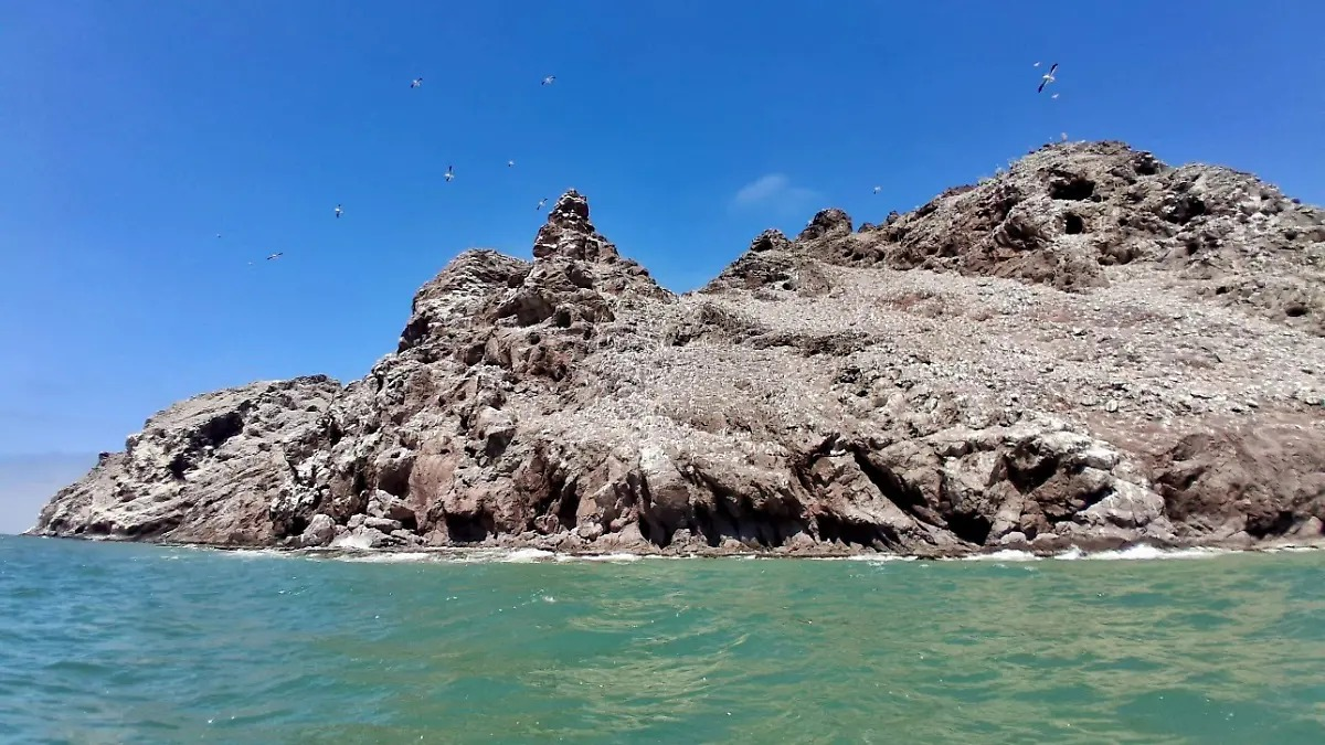 Ataque de tiburón deja a buzo al borde de la muerte cerca de Bahía de Kino