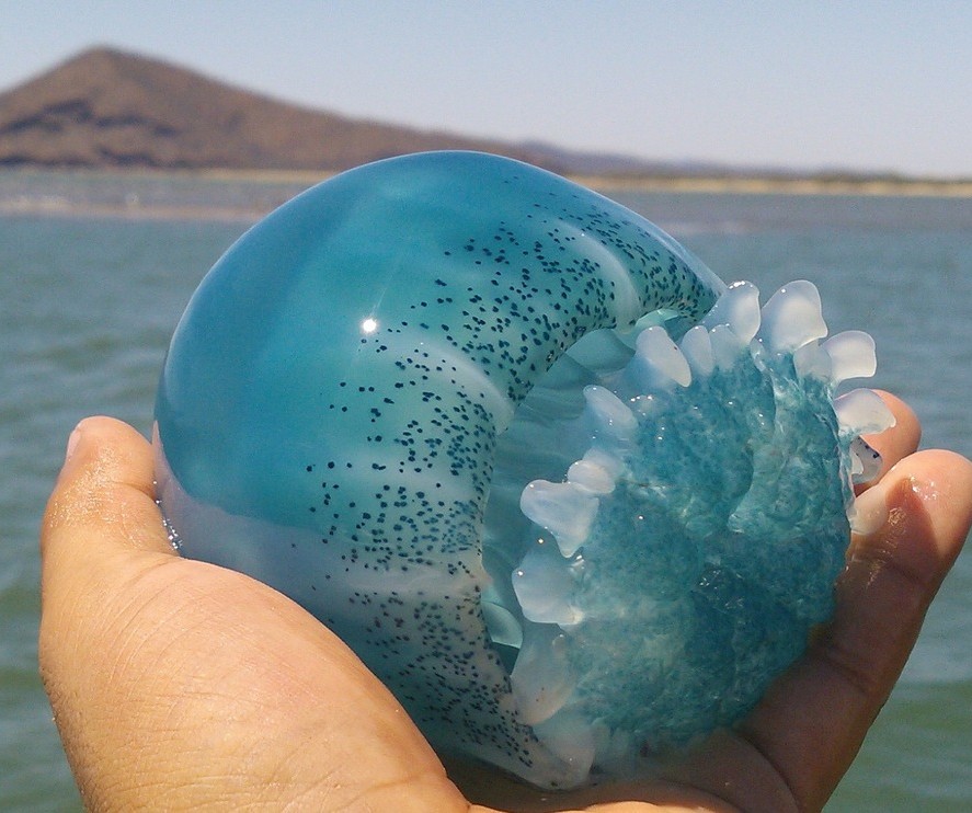 "Están matando todo tipo de animalitos": Pescadores de Guaymas denuncian barcos sardineros