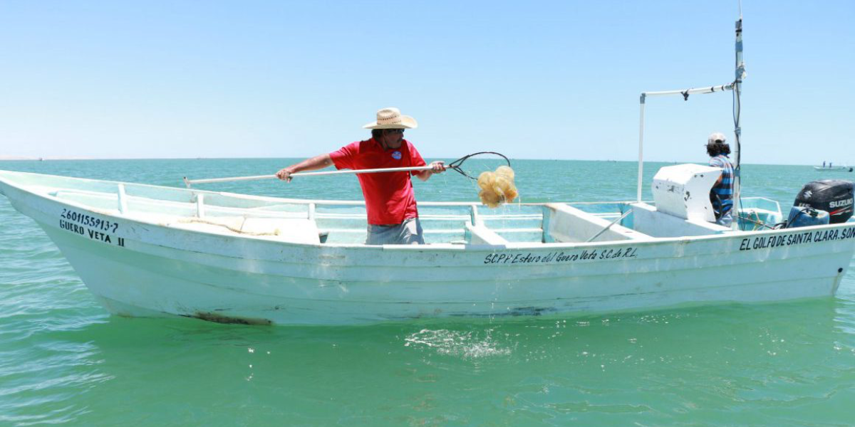 "Están matando todo tipo de animalitos": Pescadores de Guaymas denuncian barcos sardineros