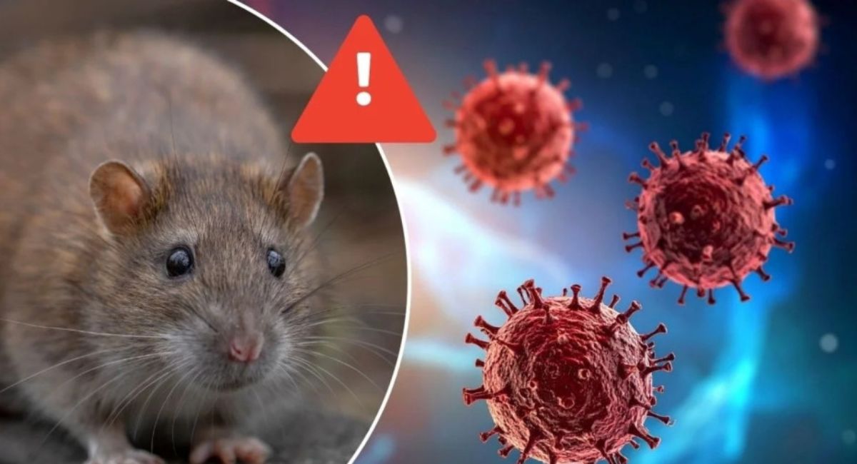 ¿Cuál es la población con mayor riesgo de contagio de hantavirus?