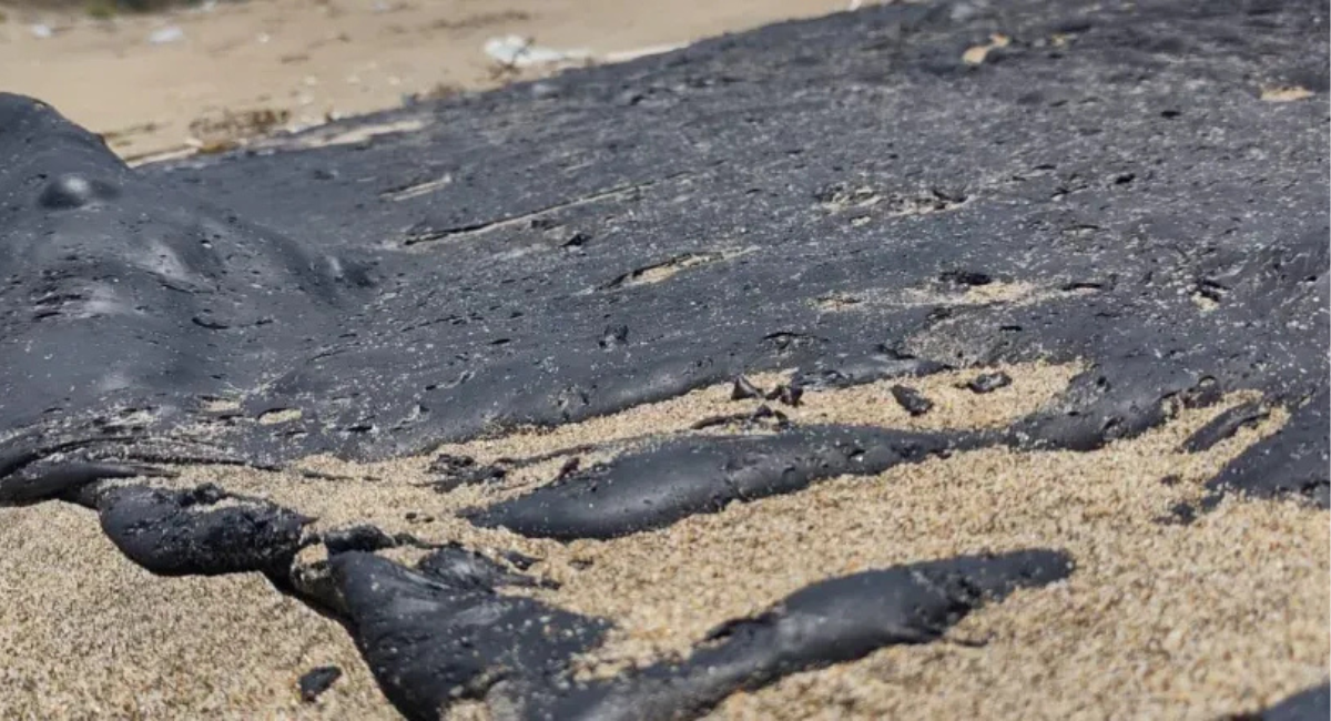 Advierten presencia de hidrocarburo en playas de anidación de tortugas en Campeche