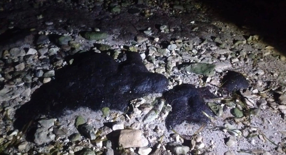 Advierten presencia de hidrocarburo en playas de anidación de tortugas en Campeche