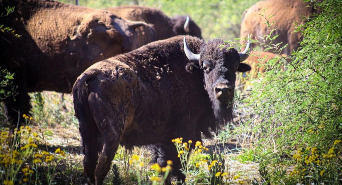 Avanza proyecto de reintroducción del bisonte