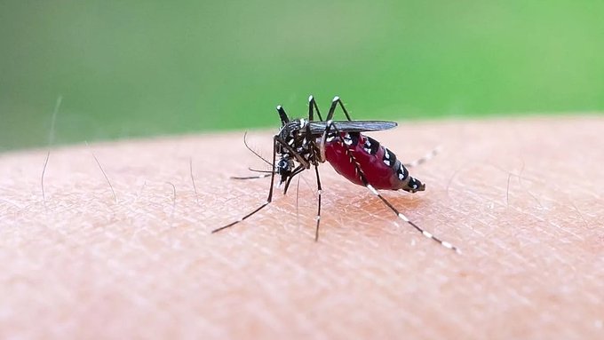 Chikungunya se expande a nivel mundial por cambio climatico con 33 mil casos en 2026.