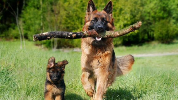 De juegos a botanas: Conoce los consejos para darle una vida más feliz a tus perros y gatos en casa