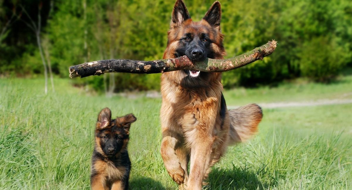 Conoce los consejos para darle una vida más feliz a tus perros y gatos