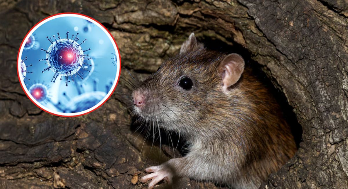 Donald Trump afirma no arrepentirse de retirarse de la OMS tras el brote de hantavirus