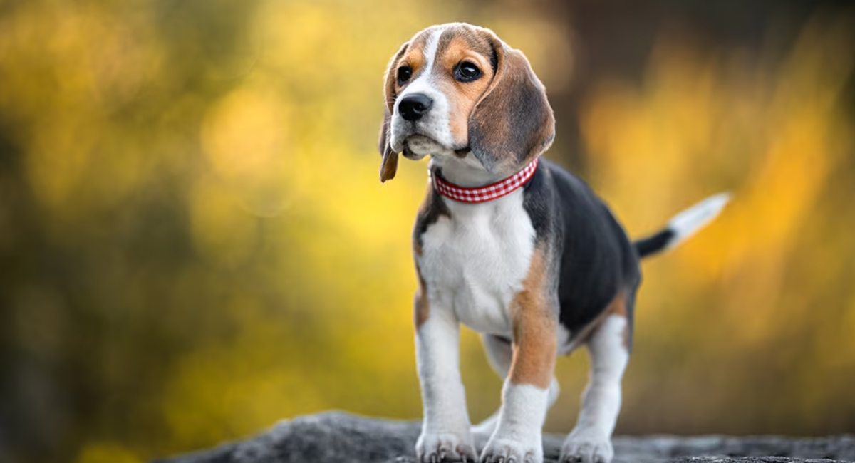 Enfermedades más comunes para tu perro en verano