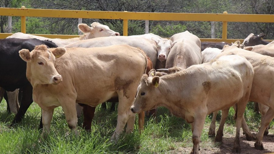 Autoridades de Jalisco confirman el primer caso de miasis en humano por gusano barrenador.