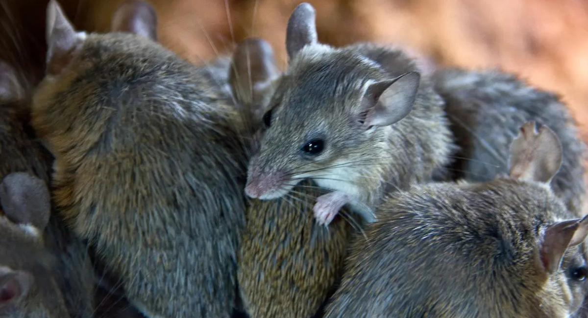 Identifican el origen de brote de hantavirus: una pareja infectó al crucero después de observar aves en Argentina