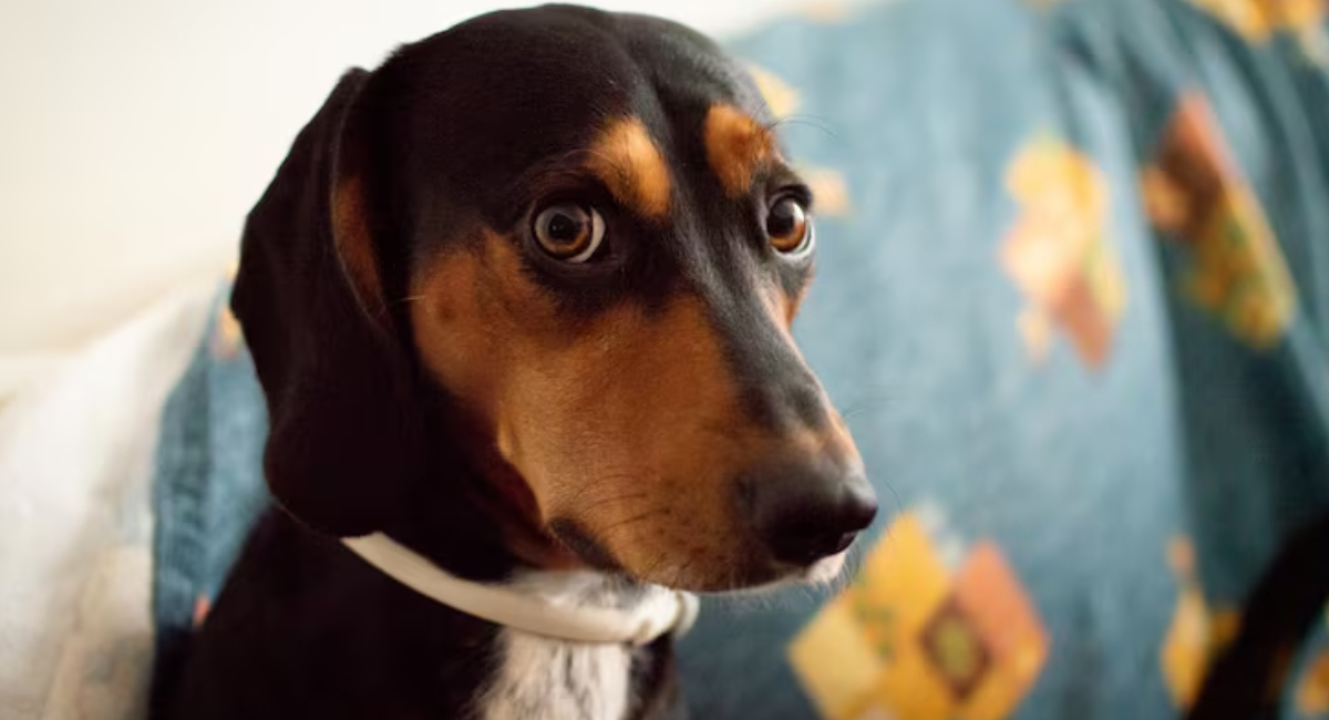 Los perros sordos sí pueden ser adiestrados