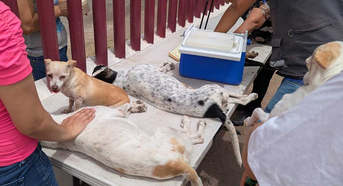Cajeme refuerza campañas de esterilización y vacunación de mascotas callejeras