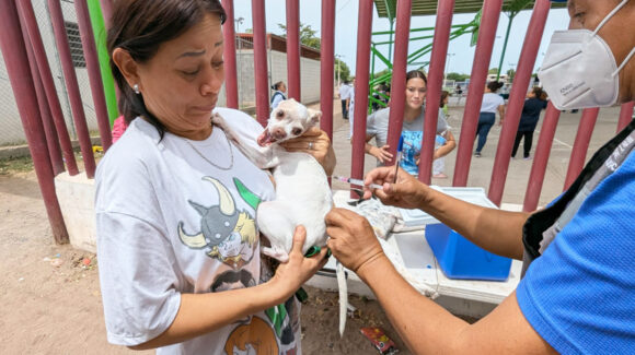 Cajeme refuerza campañas de esterilización y vacunación de mascotas callejeras