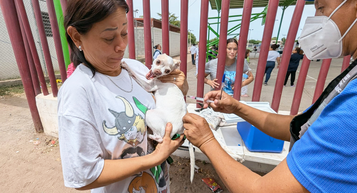 Cajeme refuerza campañas de esterilización y vacunación de mascotas callejeras