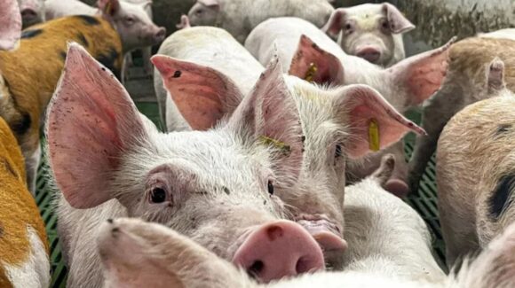 México suspende importaciones de algunos productos de cerdo de Estados Unidos por detección del virus de la pseudorrabia