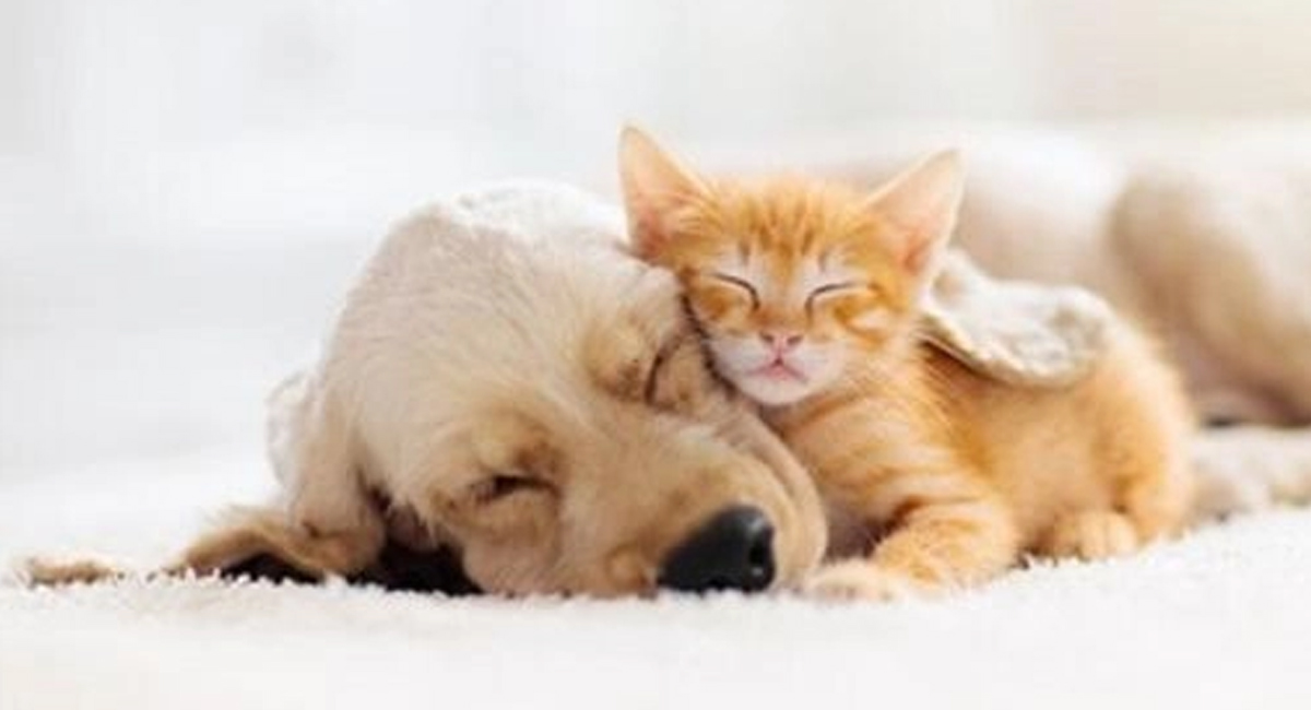 Perros y gatos necesitan rutinas