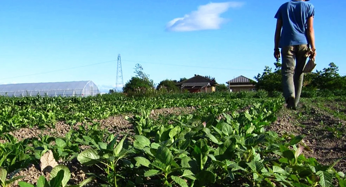 Productores agrícolas piden declarar zona de desastre el sur del Estado