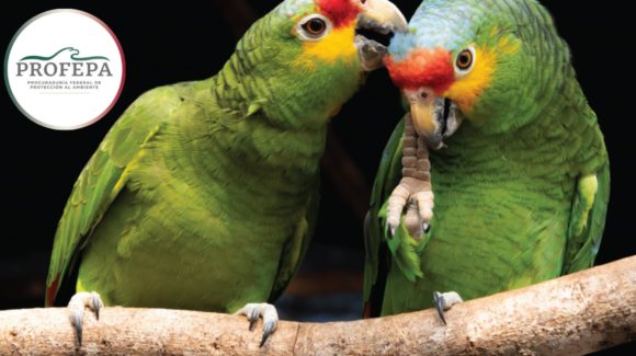 Profepa asegura 68 ejemplares de pericos y loros víctimas de tráfico ilegal en Michoacán y Chiapas