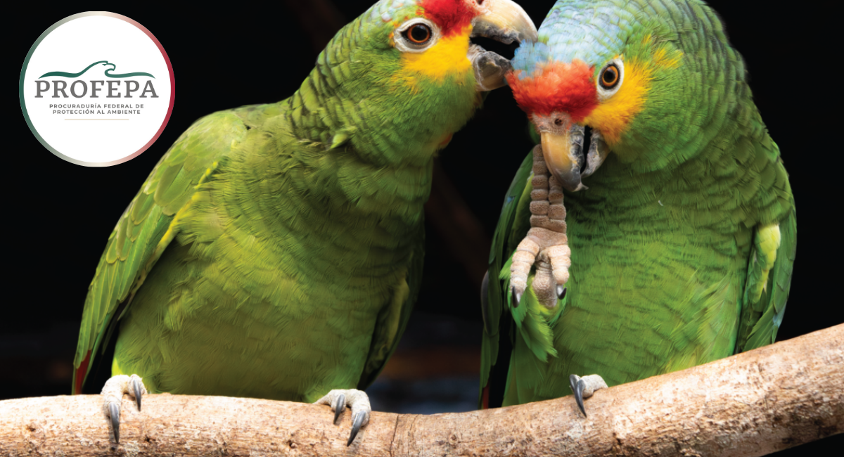Profepa asegura 68 ejemplares de pericos y loros víctimas de tráfico ilegal en Michoacán y Chiapas