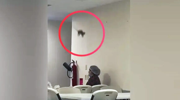 VIDEO: Captan a rata en Hospital General Regional de Ciudad Obregón; el IMSS ya tomó medidas