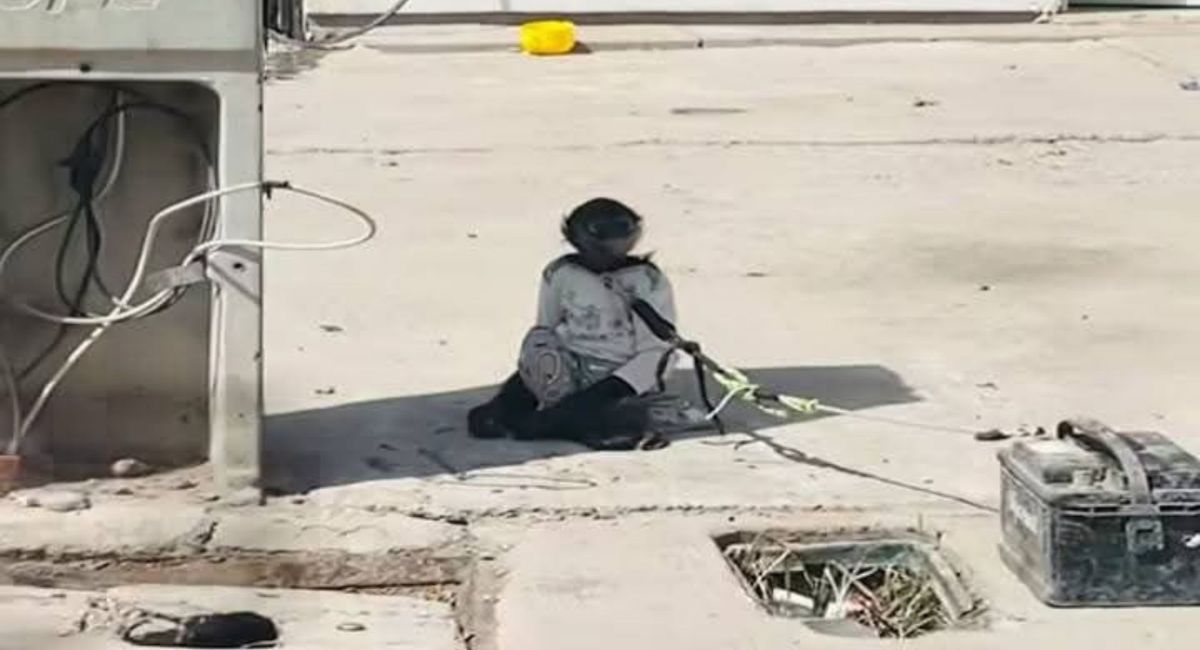 Resguardan a mono amarrado en batería de automóvil en Los Mochis, Sinaloa