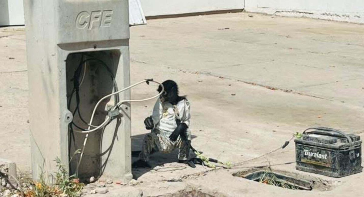Resguardan a mono amarrado en batería de automóvil en Los Mochis, Sinaloa