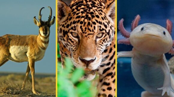 Día Internacional de la Diversidad Biológica 2026: ¿Qué animales están en peligro de extinción en México y Sonora?