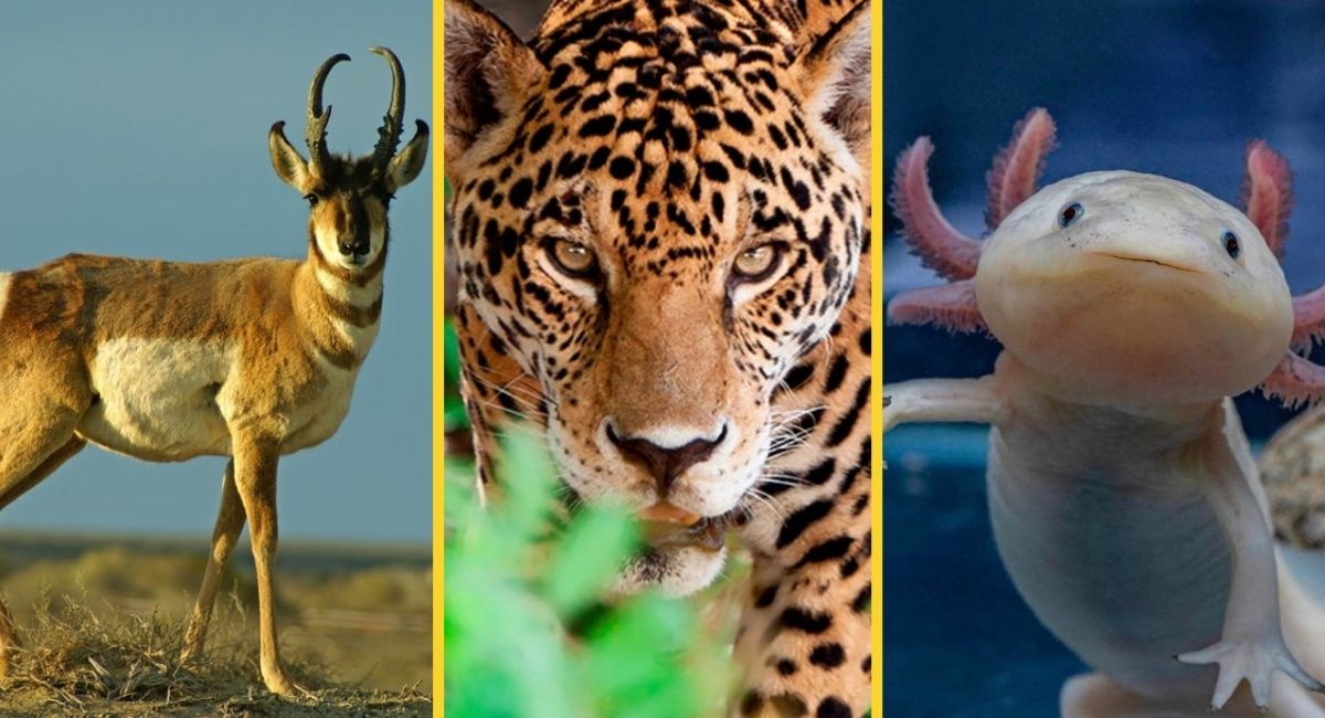 Especies en peligro de extinción en Sonora y México este 2026