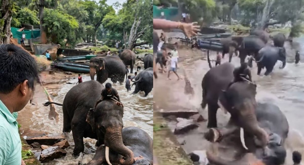 Turista fallece al quedar atrapada en una pelea entre dos elefantes en la India