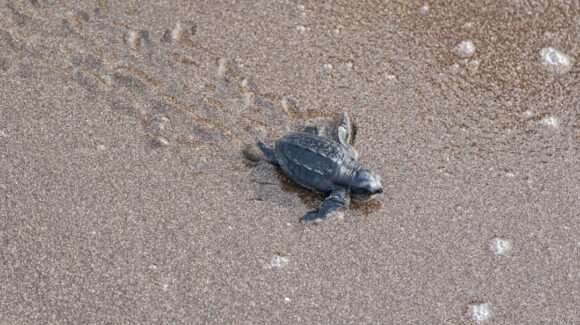 Liberan a 6 mil tortugas marinas en las playas de Guaymas, Empalme y San Carlos