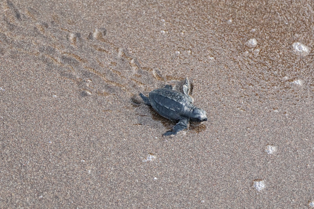 Liberan a 6 mil tortugas marinas en las playas