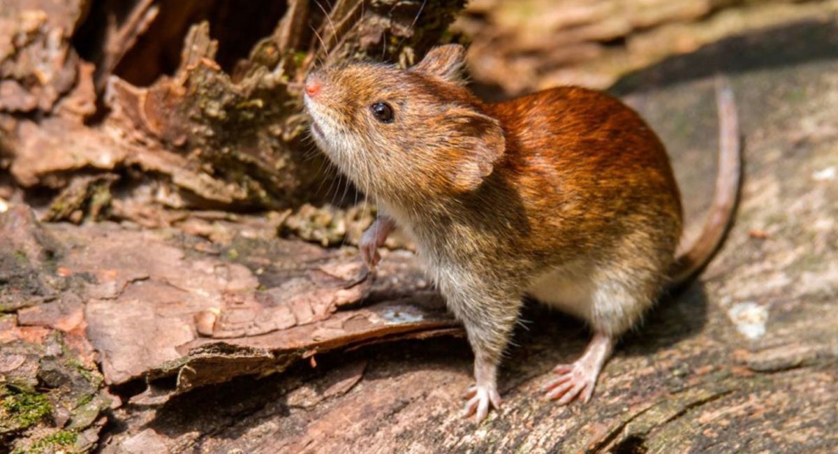 El hantavirus es una enfermedad asociada al contacto con fluidos de roedores infectados, como orina, saliva o heces. Foto: Internet