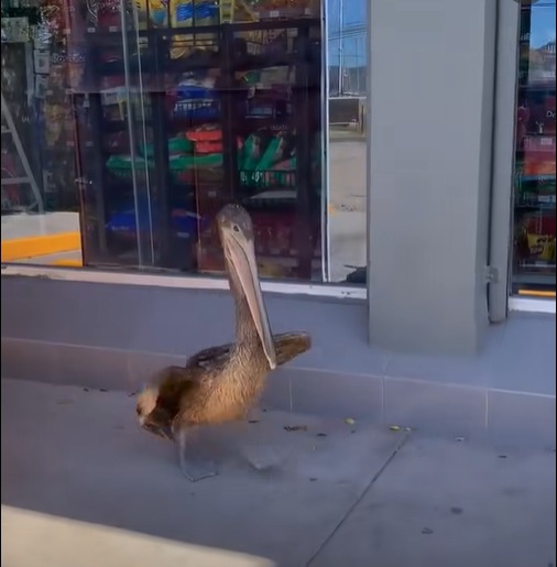 Alertan por aumento de pelícanos fuera de su hábitat en Empalme y Guaymas