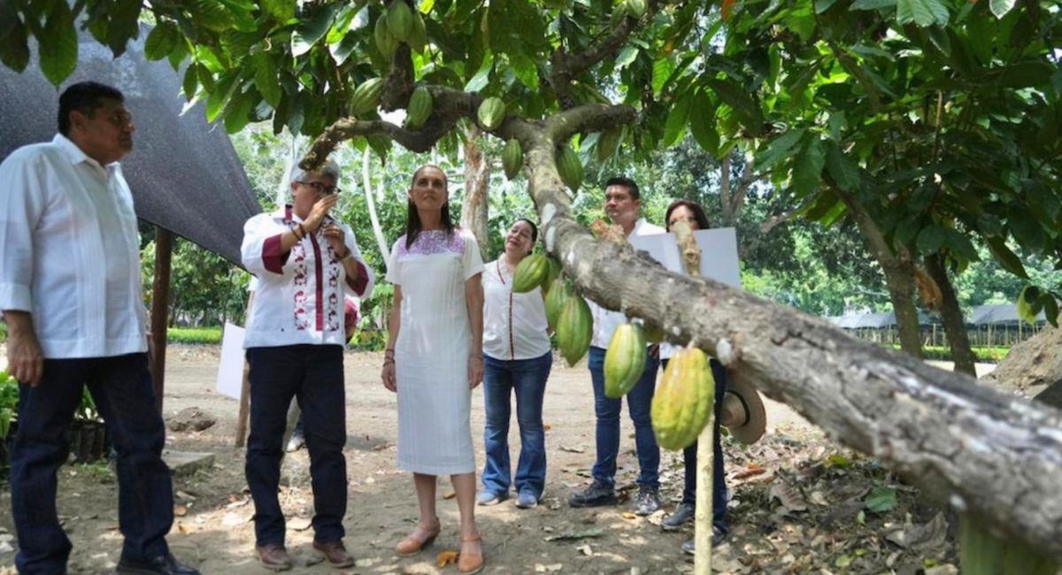 Sheinbaum presenta proyecto “Precio Justo para el Cacao” en Tabasco