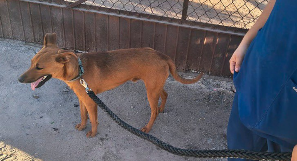 Rescatan cuatro perros por maltrato en Navojoa y Empalme tras cateos de AMIC
