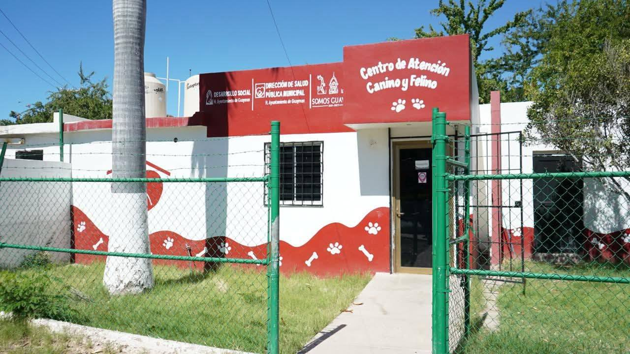Animalistas de Guaymas y Empalme buscan atención integral para perros en situación de calle
