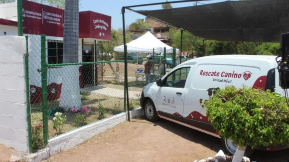 Animalistas de Guaymas y Empalme buscan atención integral para perros en situación de calle
