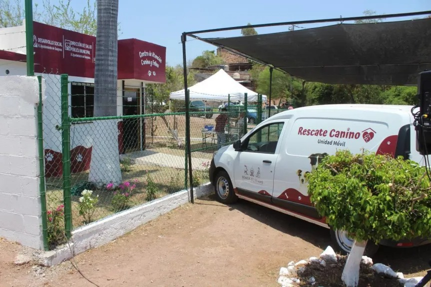 Animalistas de Guaymas y Empalme buscan atención integral para perros en situación de calle