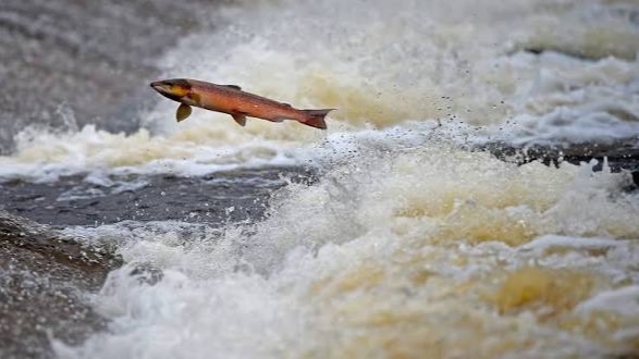 Sequías e inundaciones causan muerte de salmones en su proceso de migración.