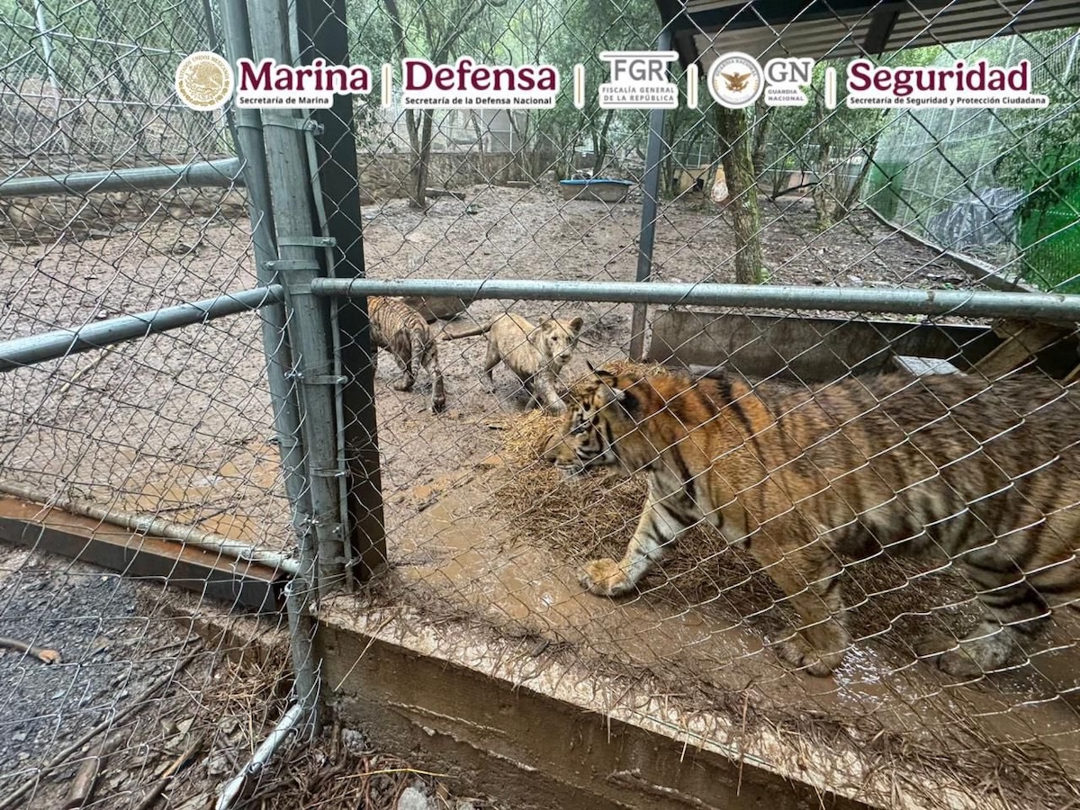 Nuevo León: Capturan a José Antonio ‘N’ y aseguran siete tigres