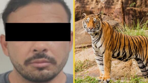 Cae en Nuevo León presunto líder de célula del Cártel del Noroeste; aseguran drogas y 7 tigres