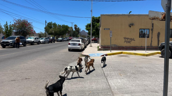 Alarma sobrepoblación de perros callejeros en Guaymas y Empalme