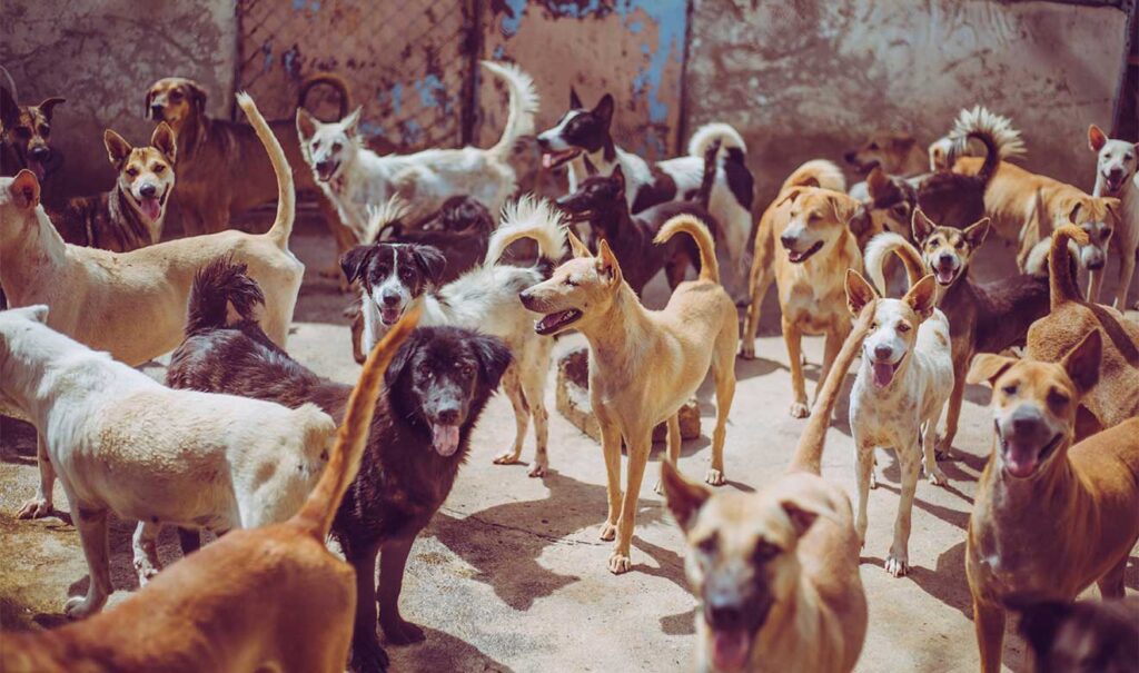 Alarma sobrepoblación de perros callejeros en Guaymas y Empalme