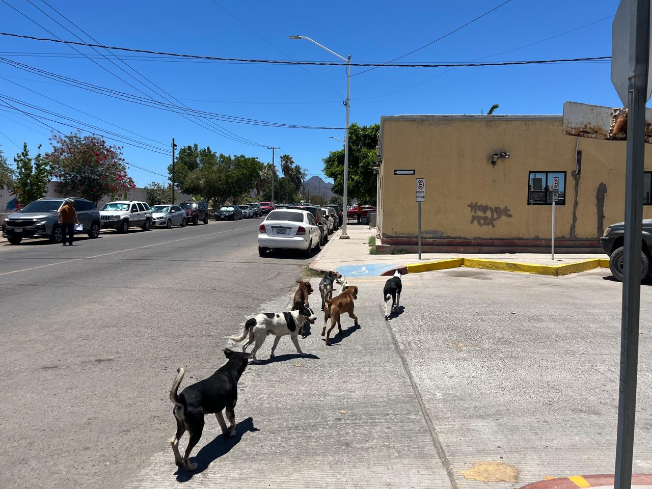 Alarma sobrepoblación de perros callejeros en Guaymas y Empalme