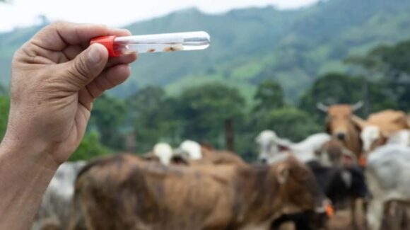 Alerta entre Estados Unidos y México por plaga de Gusano Barrenador de Nuevo Mundo