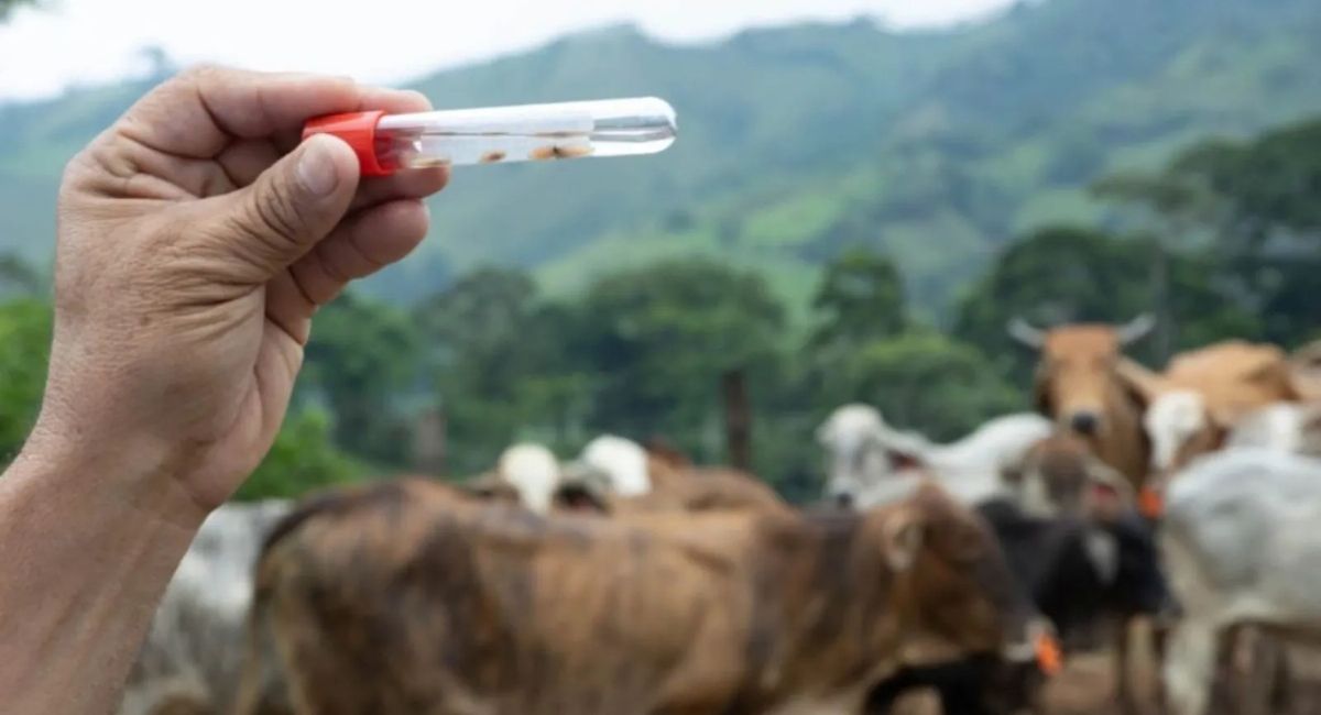 Alerta entre Estados Unidos y México por plaga de Gusano Barrenador de Nuevo Mundo