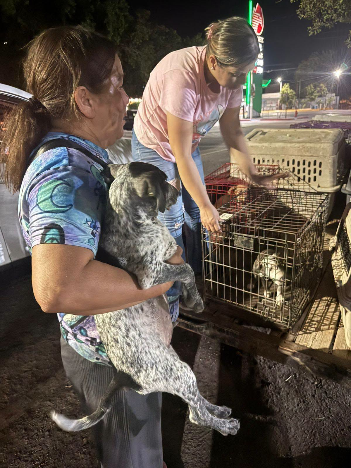 Animalistas se organizan para rescatar perros y gatos de la calle en Empalme