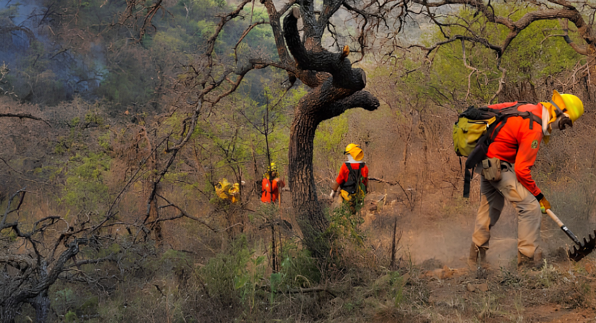 CEPC mantiene combate intensivo contra incendio forestal en Arivechi; avanza control al 65%